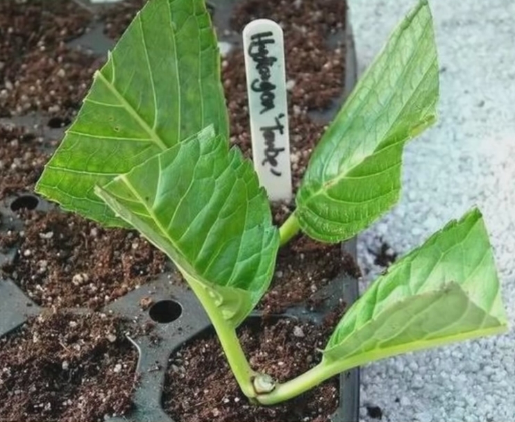 描述: D:\-  User Folders  -\- Sys\Desktop\新增資料夾\19.jpg