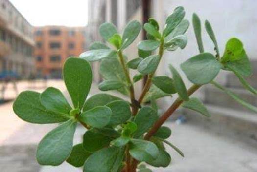 描述: 這種菜厲害了，不僅能防治白頭髮，還能治百病！