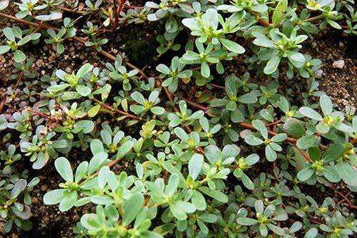 描述: 這種菜厲害了，不僅能防治白頭髮，還能治百病！