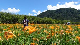 「放下寶可夢，去看看金針花吧󾁀󾀽󾁁  #海編
　
【日月潭頭社金針花海　年吸10萬遊客】
http://www.appledaily.com.tw/realtimenews/article/life/20160820/932716/
　
【周末這裡玩】撐過風災 太麻里金針花盛開
http://www.appledaily.com.tw/appledaily/article/supplement/20160813/37346226/
　
#金針花 #太麻里 #日月潭」